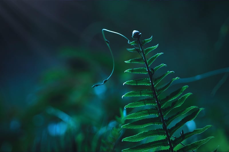Fantasy herbs