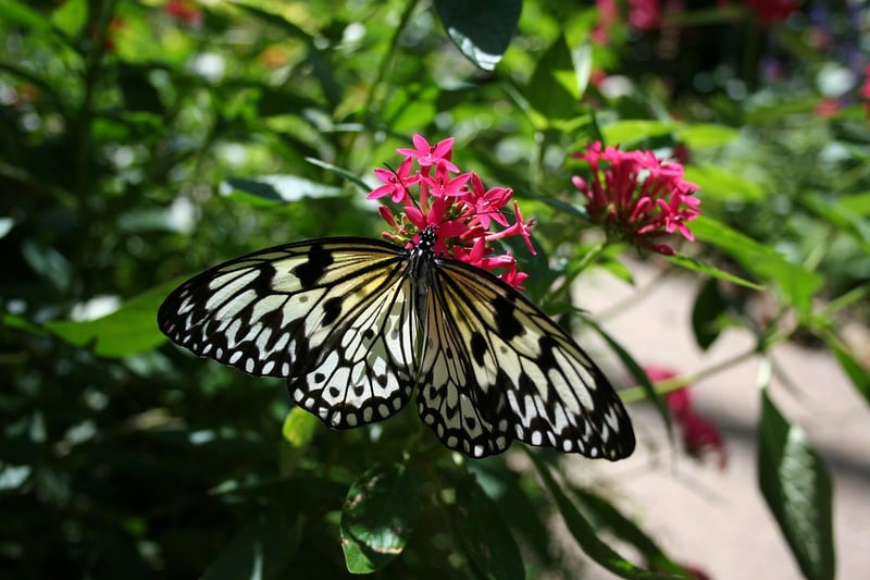 Mythical botanicals
