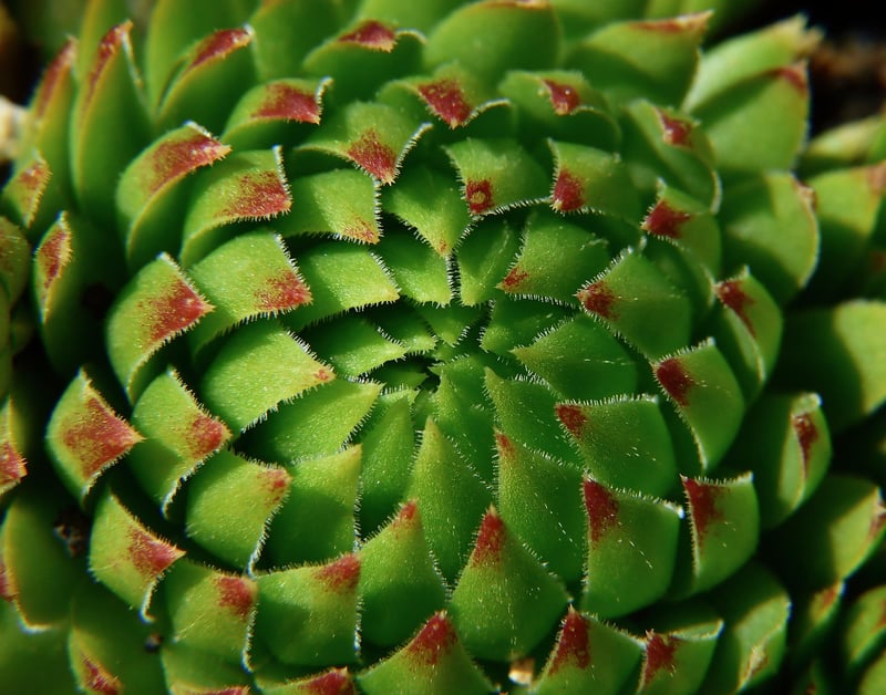 Dragon Scale Plant