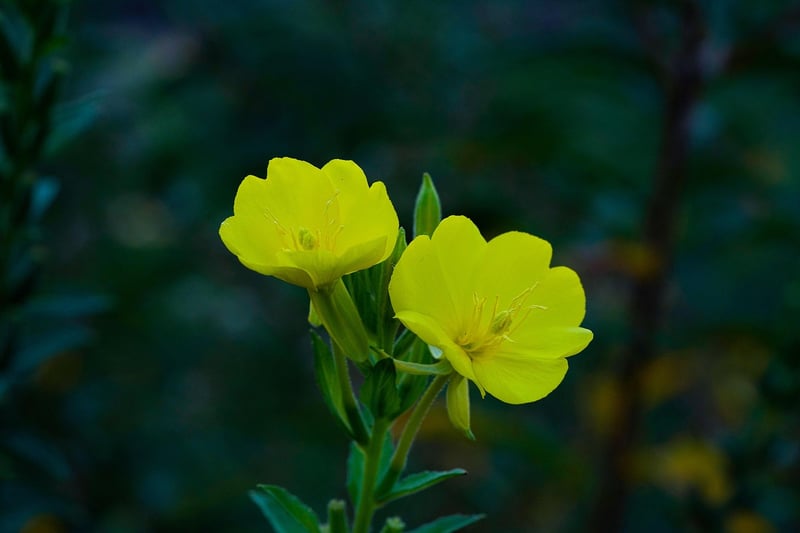 Evening Primrose